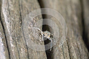 A macro spider.