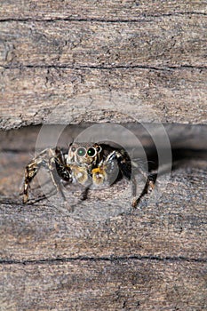 A macro spider.