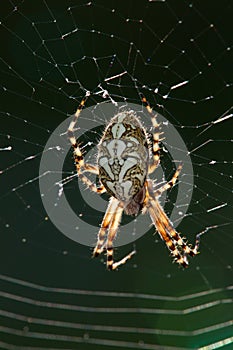 Macro of a spider : Aculepeira ceropegia