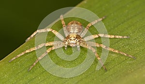 Macro of a spider - aureolus group, possibly Philodromus