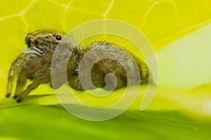 Macro spider body side on green leaf