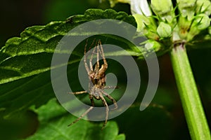 Macro spider Caucasian Solpuga molting under a leaf nettle