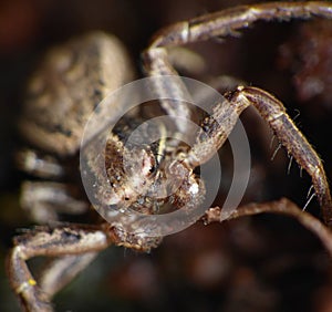 Macro of a Spider close up shot