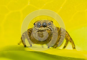 Macro spider face on green leaf