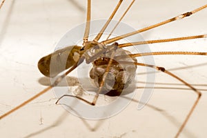 Macro of a spider with these kids Pholcus phalangioides