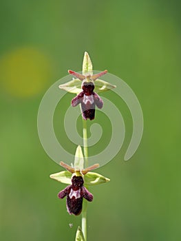 Macro of spider orchid