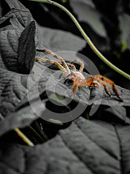 Macro spider photograph
