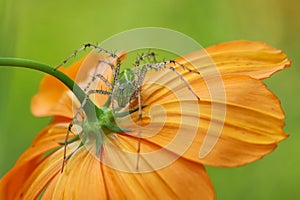 Macro spider photography