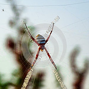 Macro spider photography