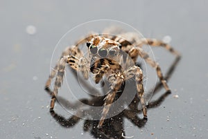 Macro spider portrait