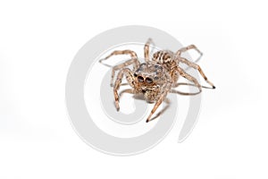 Macro spider portrait