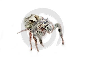 Macro spider portrait