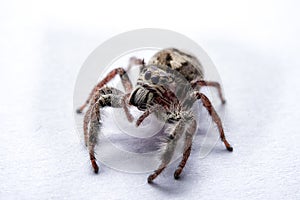 Macro spider portrait