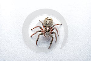 Macro spider portrait