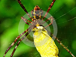 Macro,spider vs butterfly