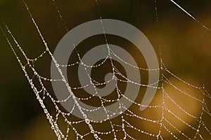 Macro Spider web with dew drops
