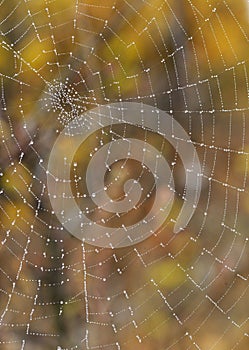 Macro Spider web with dew drops