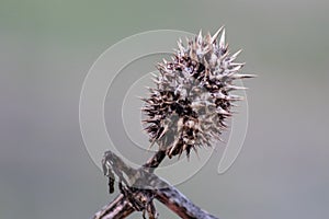 Da spinoso semi denti un spinoso cardo Come picchi come autunno un erbe aromatiche sul ramoscello mostrare affilato spine protetto 