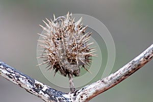 Da spinoso semi denti un spinoso cardo Come picchi come autunno un erbe aromatiche sul ramoscello mostrare affilato spine protetto 