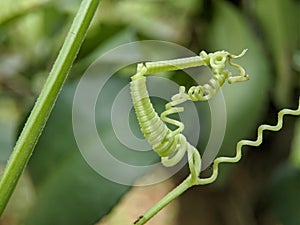 Macro of spiraling tendril plant texture