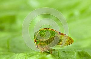 Macro of spire cicada
