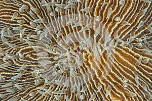 Macro Splendor: Fungia Coral Abstract in the Depths of Malapascua, Philippines