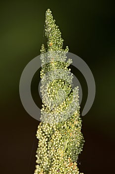 Macro of sporangia of cinnamon fern in Vernon, Connecticut.