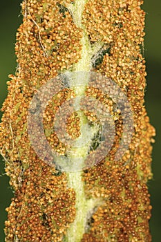 Macro of sporangia of cinnamon fern in Vernon, Connecticut.