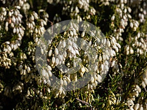 Dwarf shrub - the winter heather or snow heath (Erica carnea) \'Ice Princess\' with profuse, urn photo