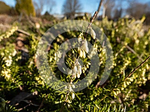 The winter heather or snow heath (Erica carnea) \'Ice Princess\' with profuse, urn photo