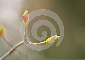 Macro of spring bud flower on tree branch