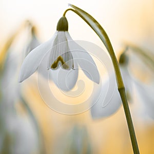 Macro Spring flower - snowdrops Gallanthus isolated on white background