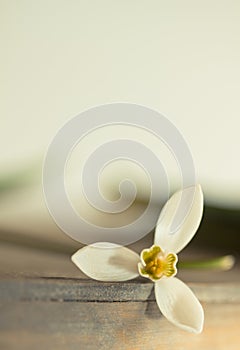 Macro Spring flower - snowdrops Gallanthus  isolated on white background