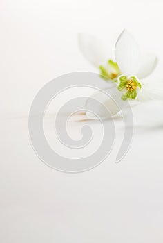 Macro Spring flower - snowdrops Gallanthus  isolated on white background