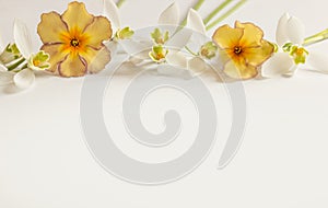 Macro Spring flower - snowdrops Gallanthus and primroses isolated on white background