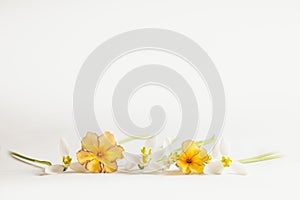 Macro Spring flower - snowdrops Gallanthus and primroses isolated on white background