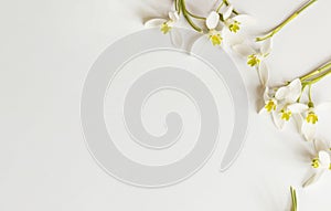 Macro Spring flower - snowdrops Gallanthus  on white background