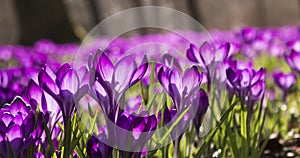 Macro Spring flower - violet crocuses in the meadow