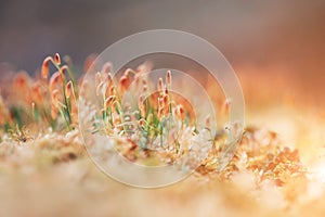 Macro spring forest moss vintage