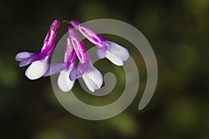 Macro with spring lila flowers photo