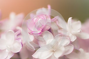 Macro Of Spring Petals Flowers Lilac.