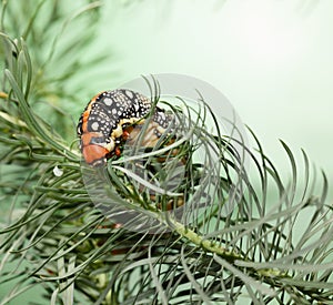 Hornworm on spurge photo