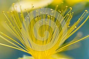 Macro of a St John's wort