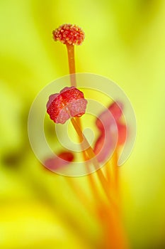 Macro-stamen