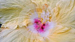 Macro stamen view of a yellow petal flower