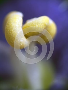 MACRO: Stamen of violet flower