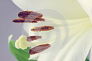 Macro of the stamens and pistil of a tiger lily