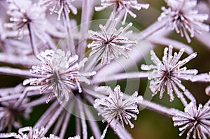 Macro of star shaped flower covered with a layer of ice caused by frozen fog. star shape