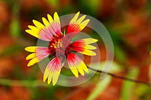 Macro stock photo Gaillardia pulchella Indian Blanket flower