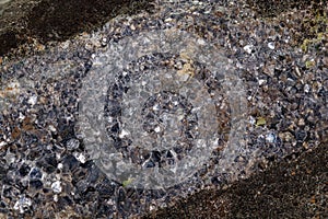 Macro stone Aegirine in charoite on white background photo